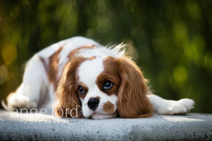 cute dog lying on the floor | Anne Lord Photography
