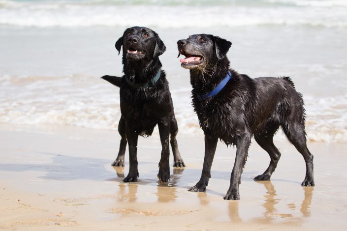 Two black dogs in seaside | Anne Lord Photography