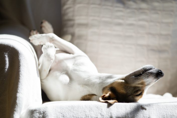 white dog sleeping on a sofa | Anne Lord Photography