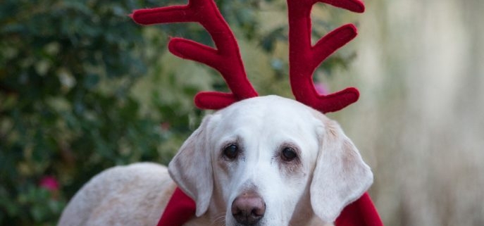 anne lord pet photography christmas photos