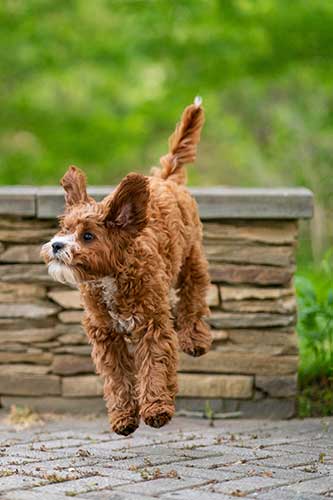 Golden puppy leaping from stone wall | Northern VA Family Photography | Anne Lord Photography