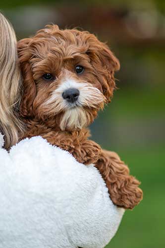 Golden puppy on woman's shoulder | Northern VA Family Photography | Anne Lord Photography
