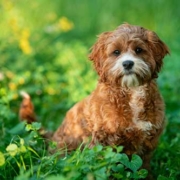 Golden puppy sitting in grass | Northern VA Family Photography | Anne Lord Photography