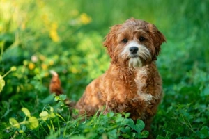 Golden puppy sitting in grass | Northern VA Family Photography | Anne Lord Photography
