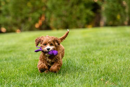 Golden puppy running with purple toy | Northern VA Family Photography | Anne Lord Photography