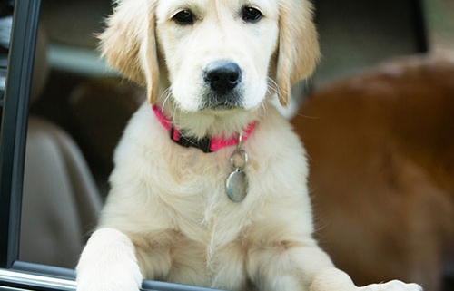 pet portrait of golden retriever puppy, copyright Anne Lord Photography